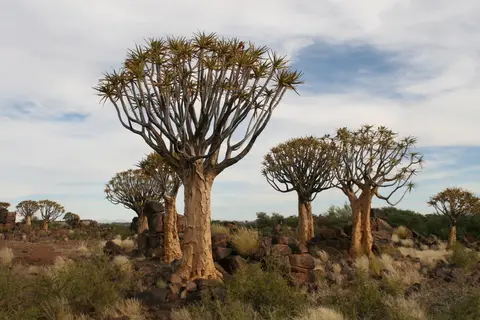 Namibia2010_-223.jpg