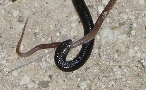 Namibia2011010.jpg