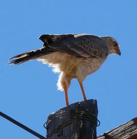 01Goshawk.jpg