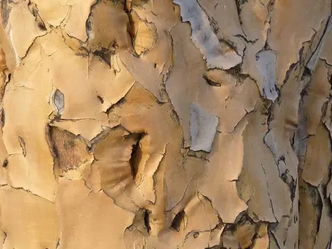 02Kcherbaumwald.jpg