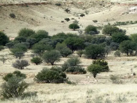 04Kalahari.jpg