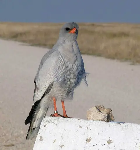 13GoshawkOkaukuejo.jpg
