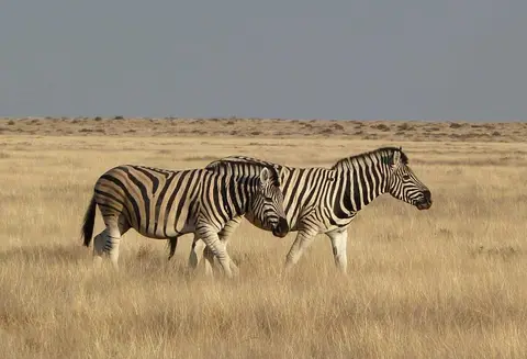 16ZebrasOkaukuejo.jpg