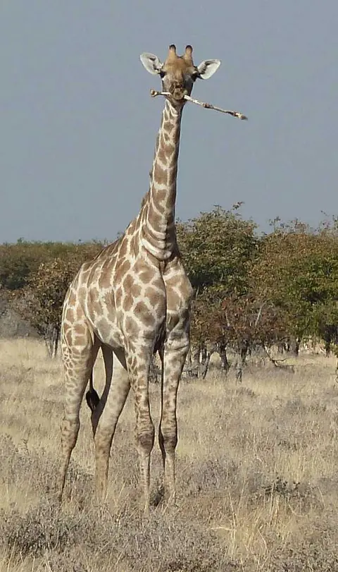 19GiraffenOkaukuejo.jpg