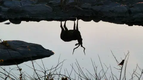 19ImpalaMoringa.jpg