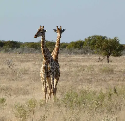 37GiraffenOkaukuejo.jpg