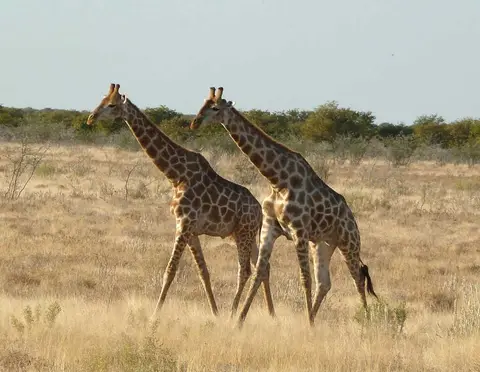 38GiraffenOkaukuejo.jpg