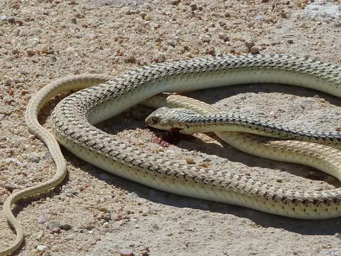 Snake_04.jpg
