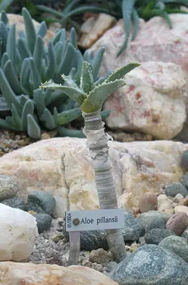 kokerboom.net.jpg