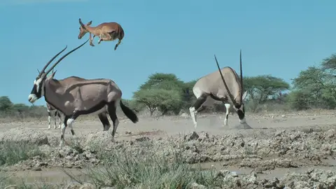 Impala2-2.jpg