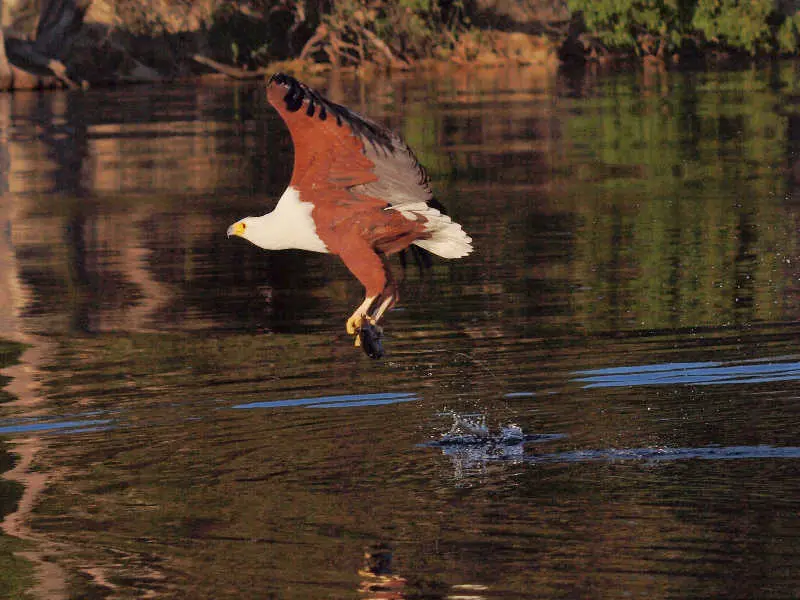 Fisheagle.jpg