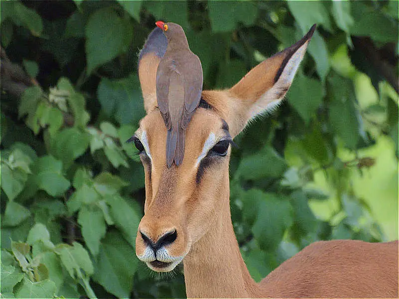 Impala.jpg
