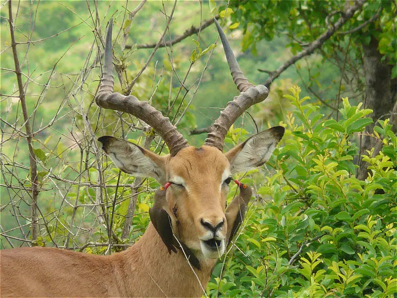 Impala2.jpg