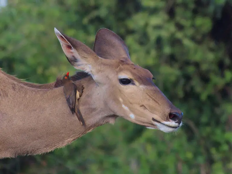 Kudu.jpg