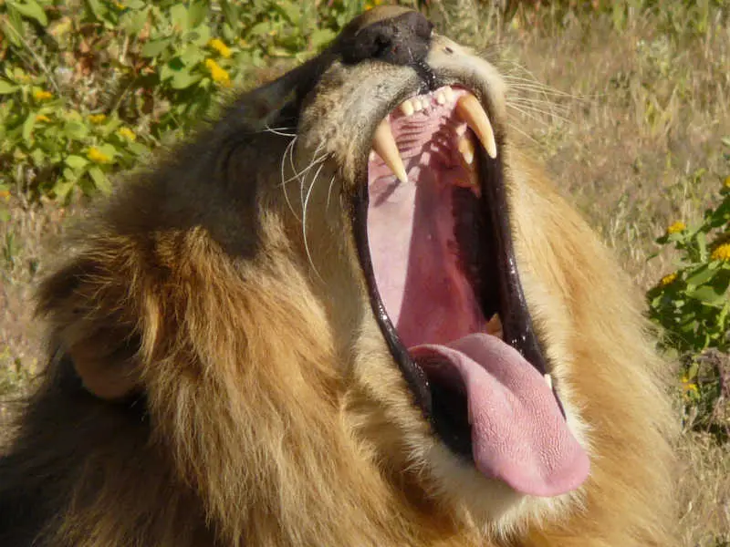 Lion_1.jpg
