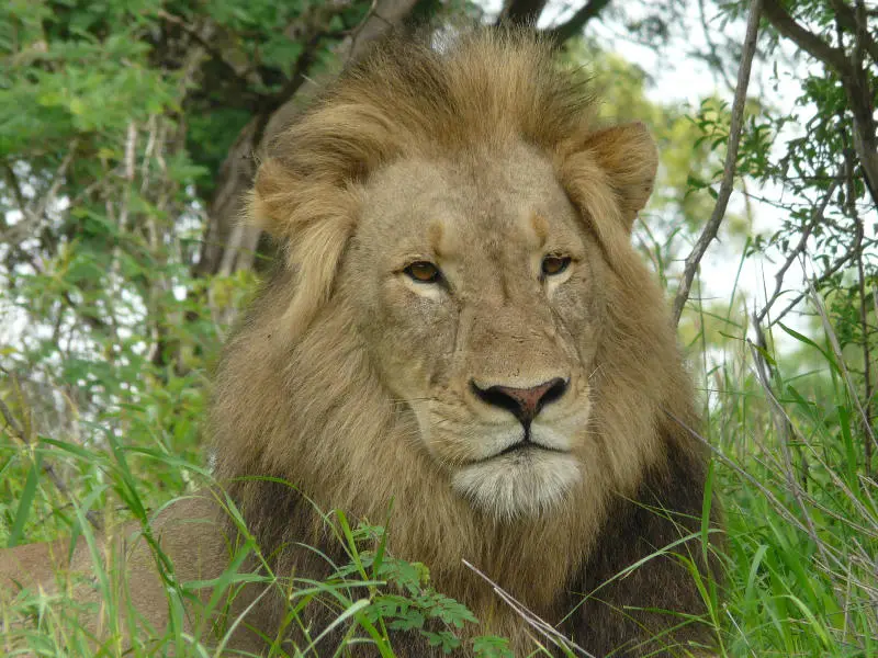 Lion_35.jpg