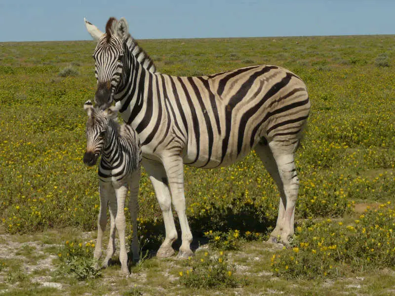 Zebra_01.jpg