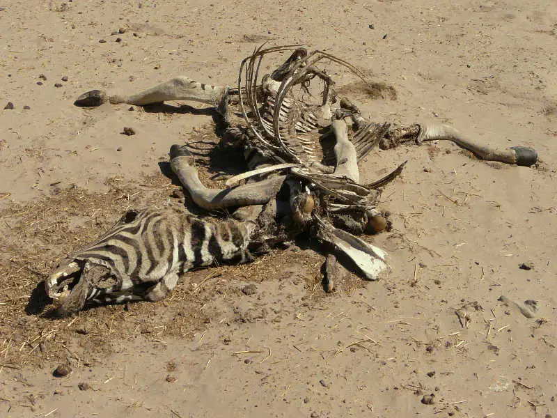 Zebra_02_2011-07-03.jpg