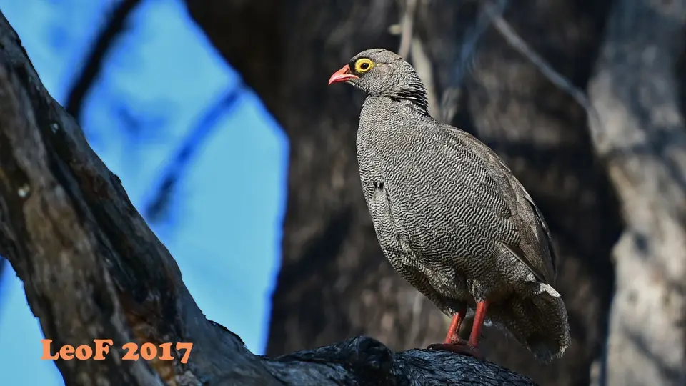 _SA1704_15150_fo.JPG