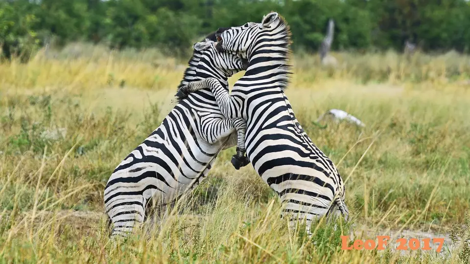 _SA1704_24650_720_5038.JPG
