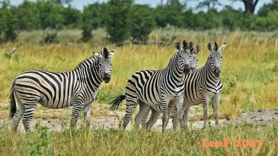 _SA1704_24710_720_5046.JPG