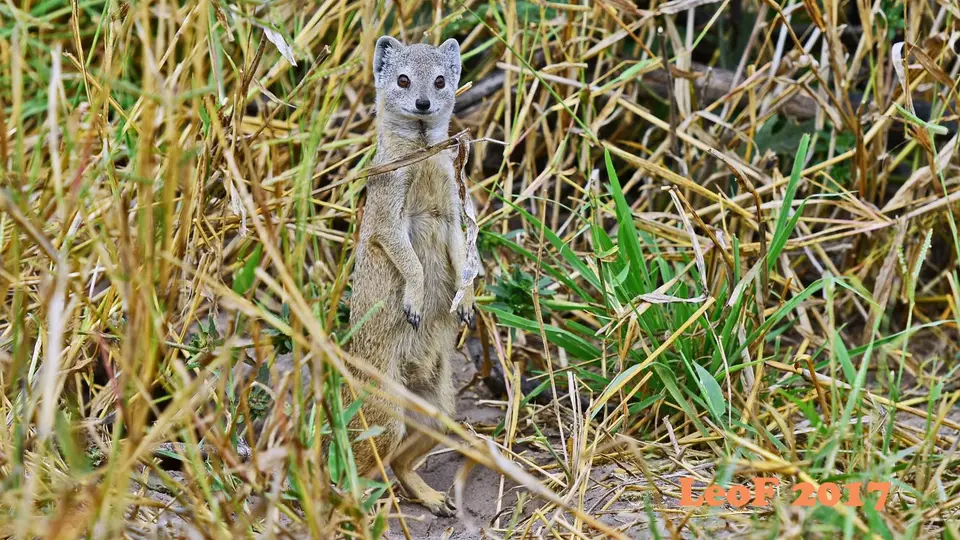_SA1704_25320_720_5081.JPG