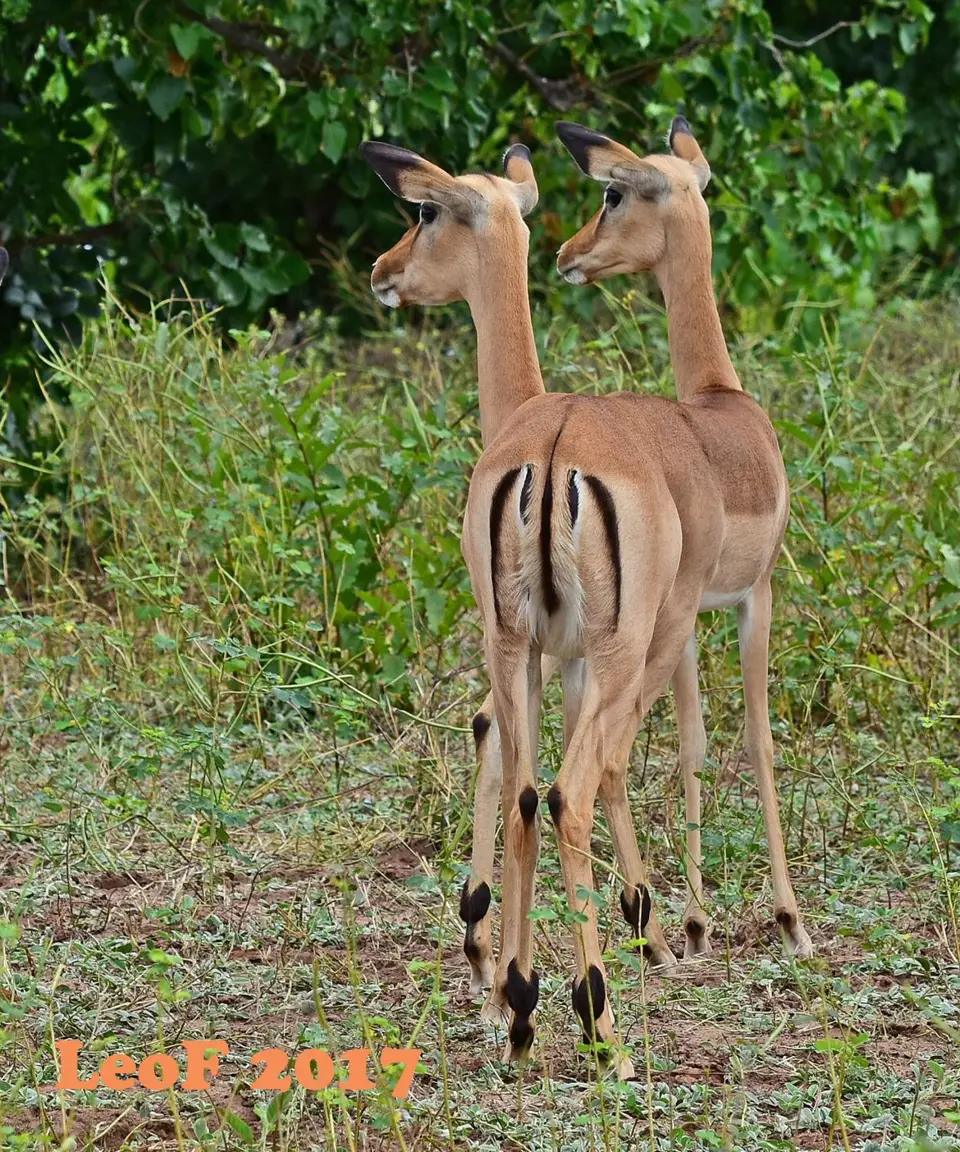 _SA1704_31890_720_5417.JPG