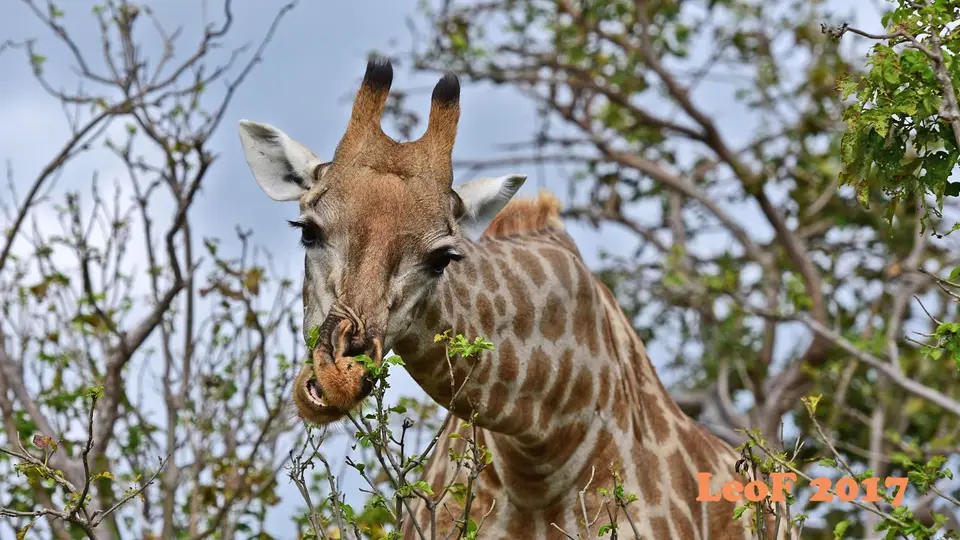 _SA1704_32120_720_5440.JPG
