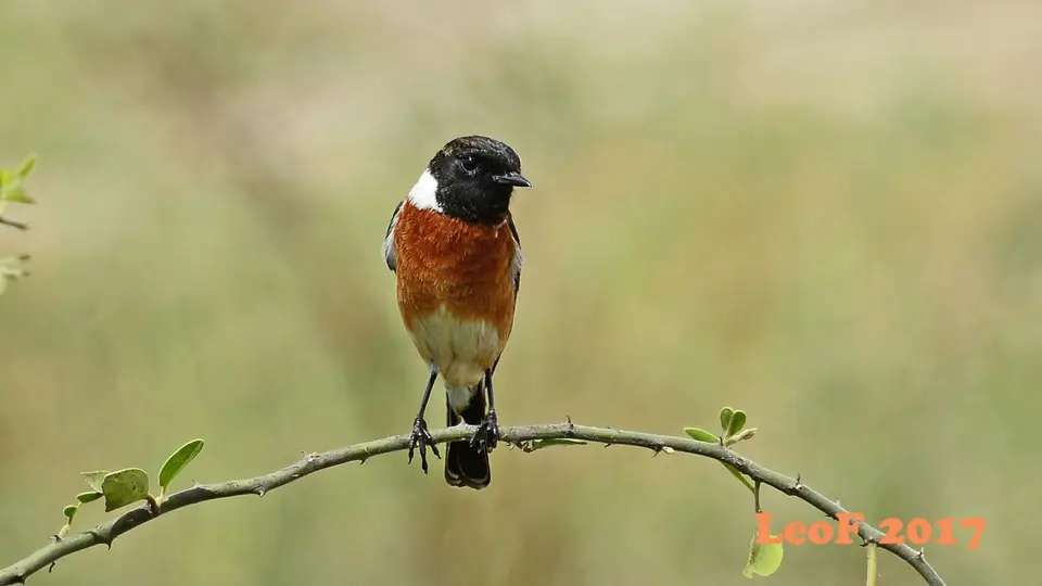 _SA1704_32600_710_3651_AfricanStonechat.JPG