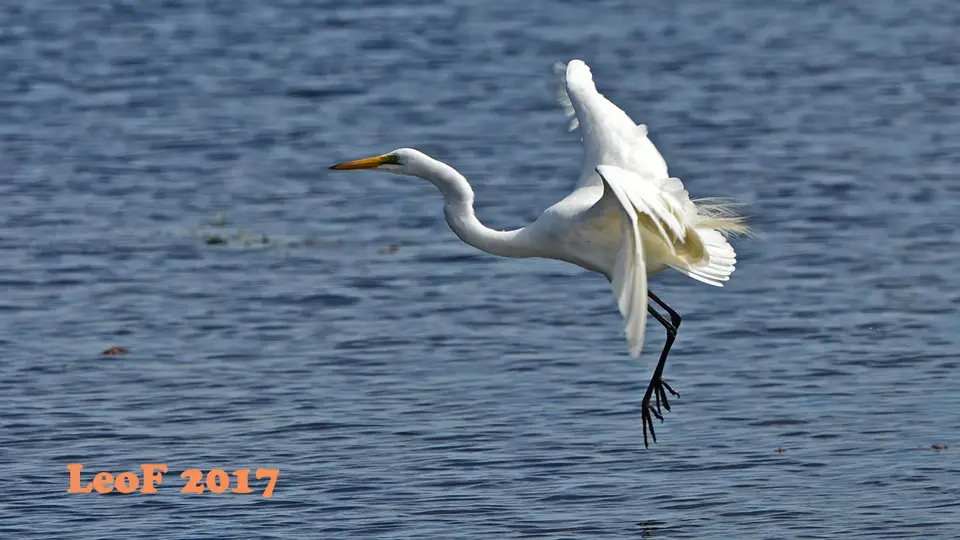 _SA1704_34410_720_5810_GreatEagret.JPG
