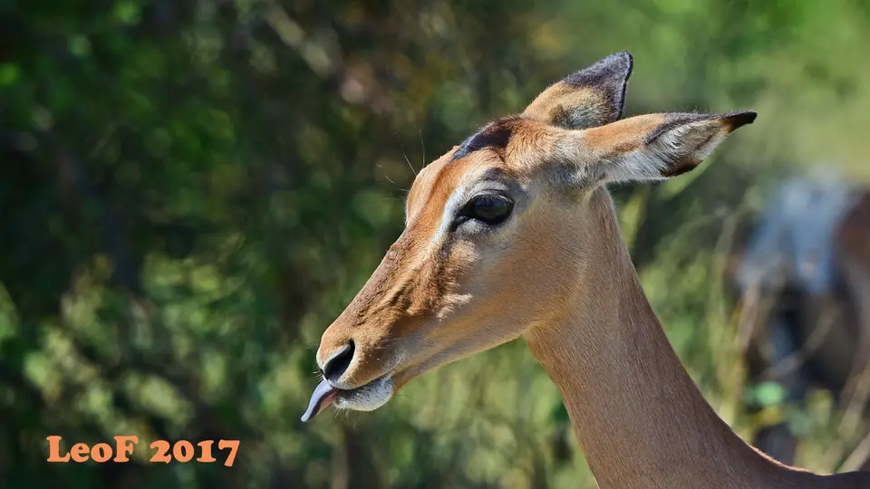 _SA1704_34660_720_5874.JPG