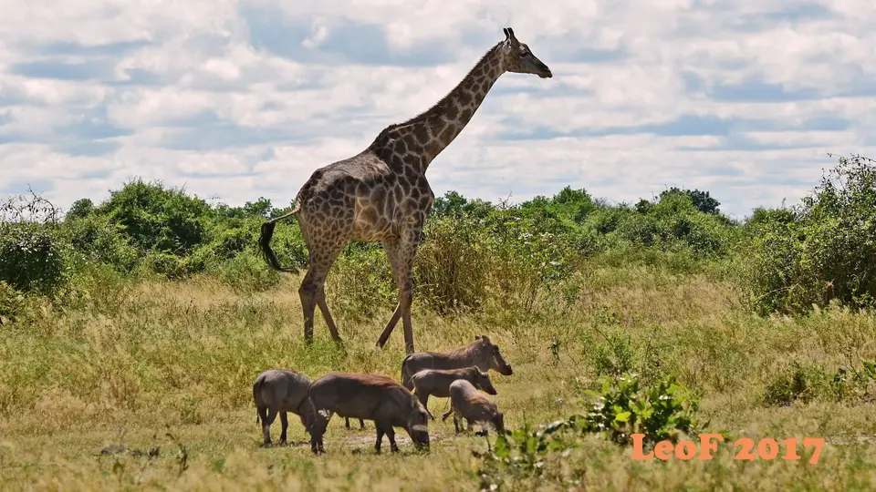 _SA1704_34980_720_5927.JPG
