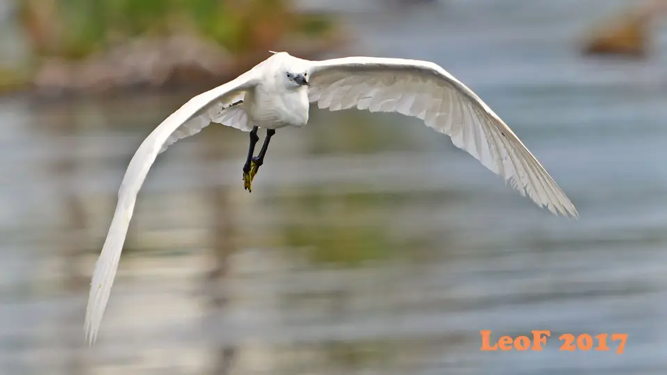 _SA1704_35410_720_6008_LittleEgret.JPG