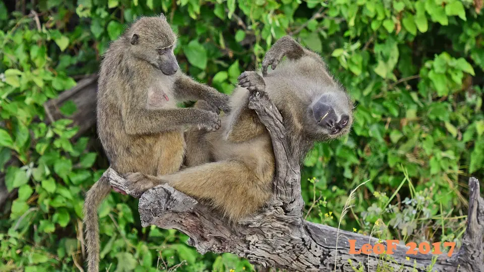 _SA1704_36080_720_6156.JPG