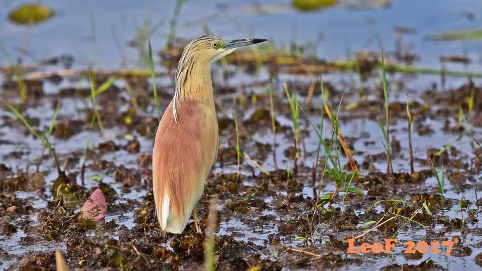 _SA1704_36900_720_6328.JPG
