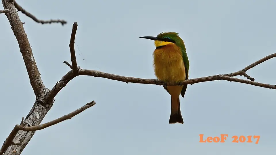 _SA1704_37790_720_6444.JPG