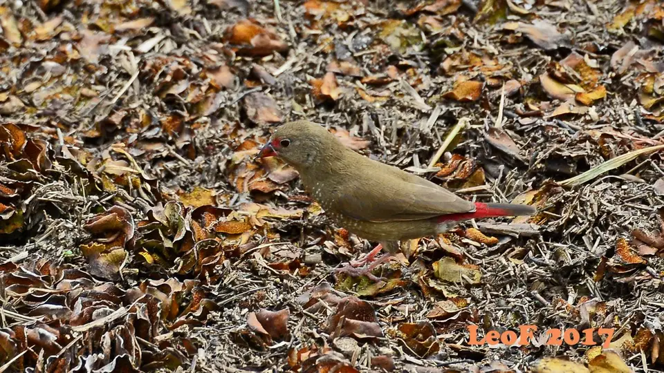 _SA1704_38080_710_3780RedBilledFirefinch.JPG