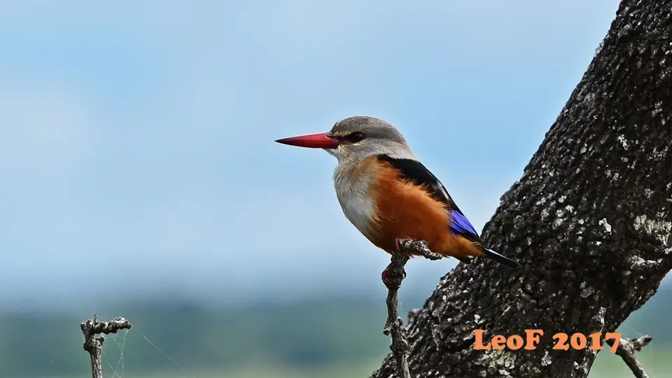_SA1704_38530_720_6555_GreyHeaded.JPG