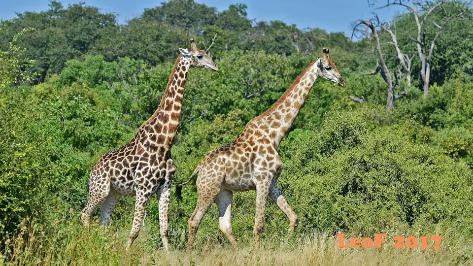 _SA1704_39450_720_6746.JPG