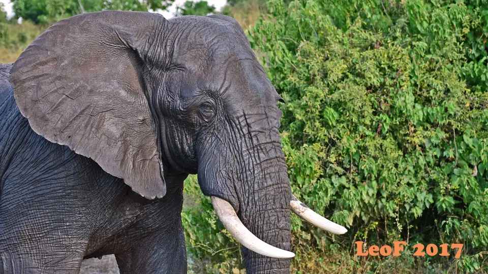 _SA1704_40460_720_6879.JPG