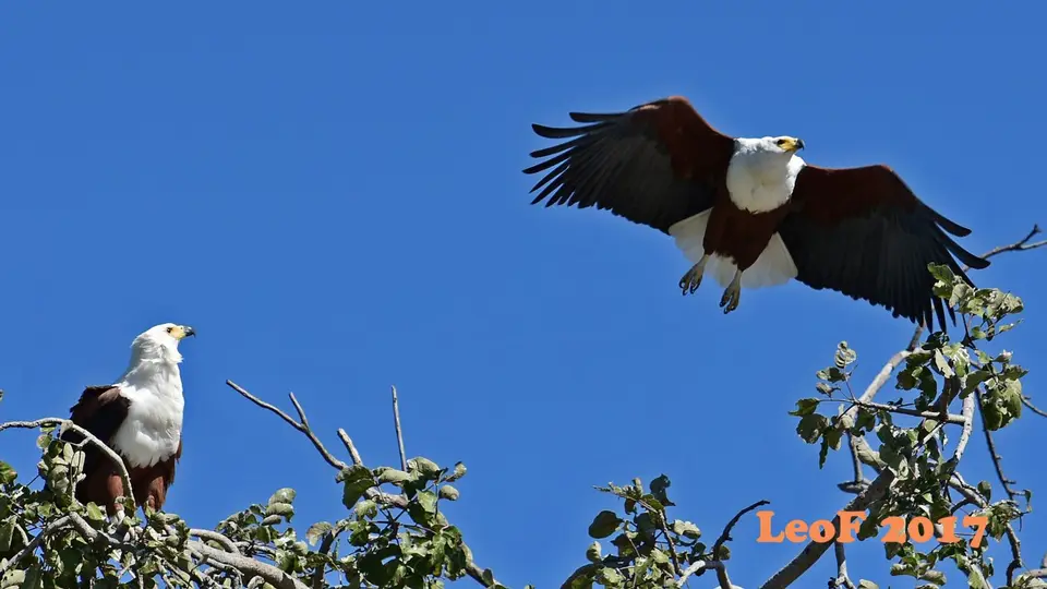 _SA1704_41190_720_6965.JPG