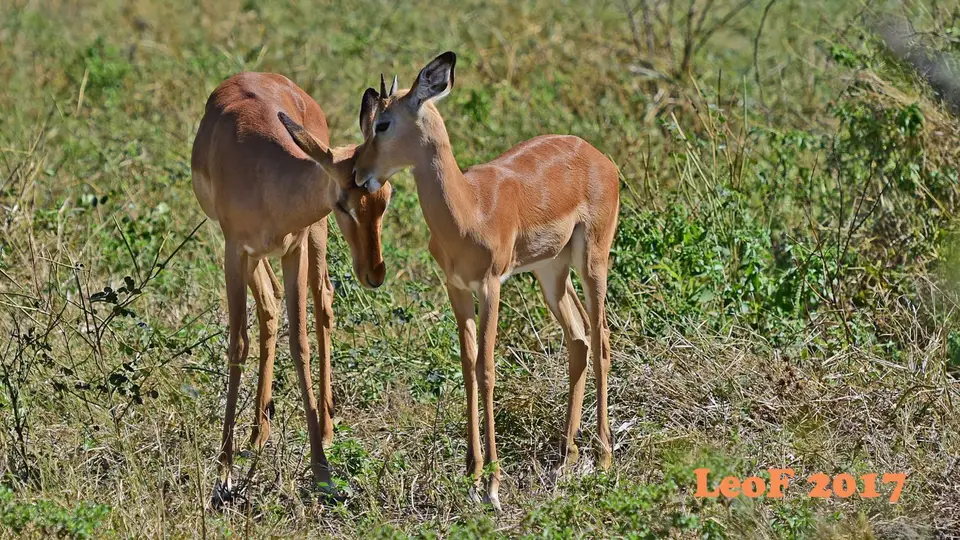 _SA1704_41410_720_7002.JPG
