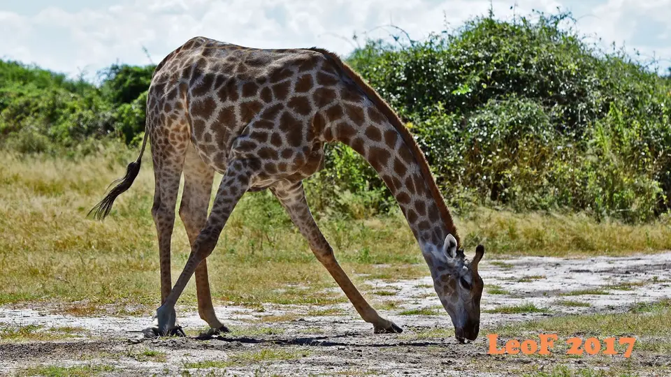 _SA1704_41670_720_7036.JPG