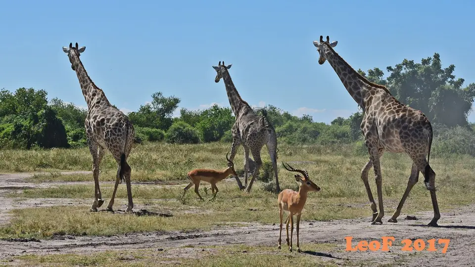 _SA1704_41870_720_7042.JPG