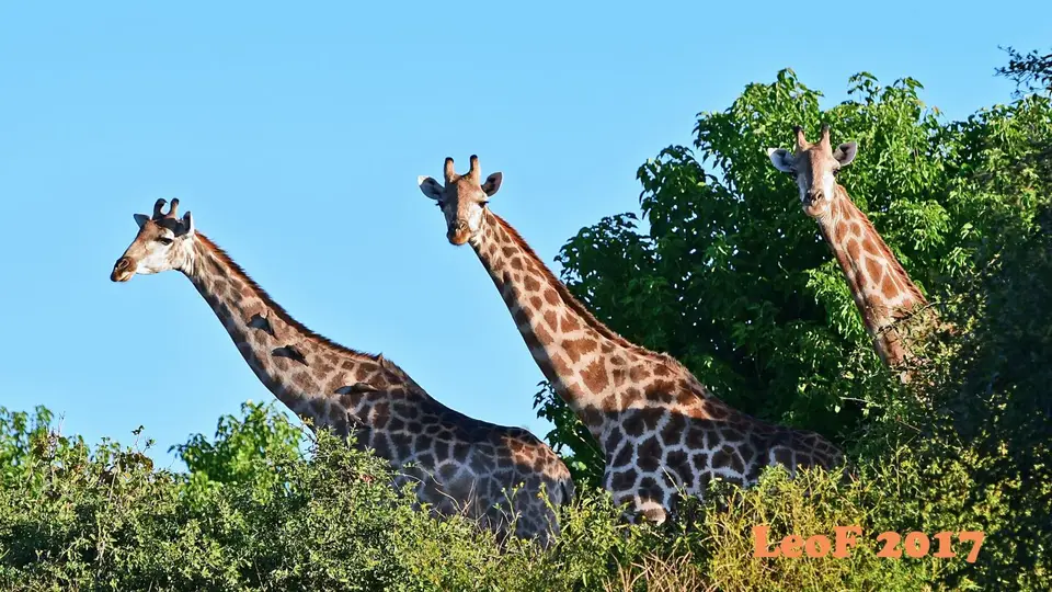 _SA1704_42860_720_7225.JPG