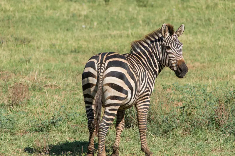 LakeManyara_Zebra.jpg