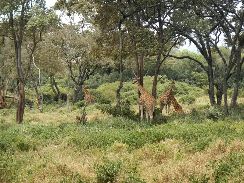 Nairobi_Giraffencenter2.jpg