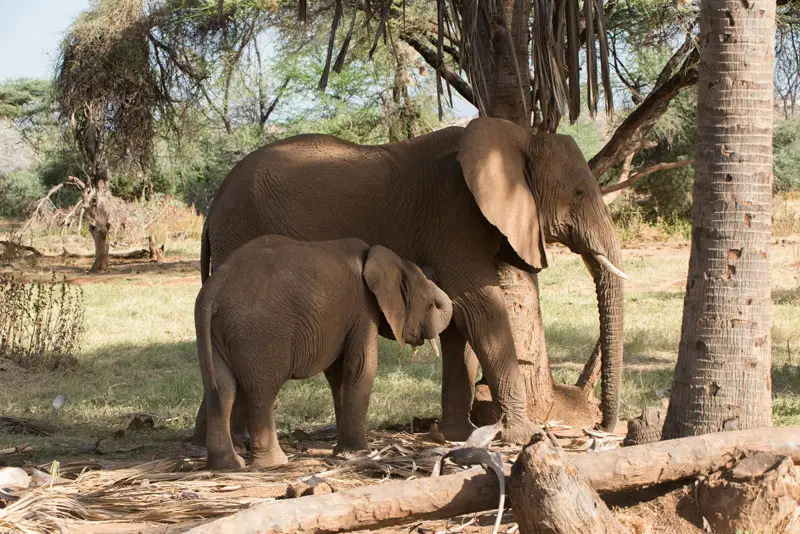 Samburu_Elefanten1.jpg