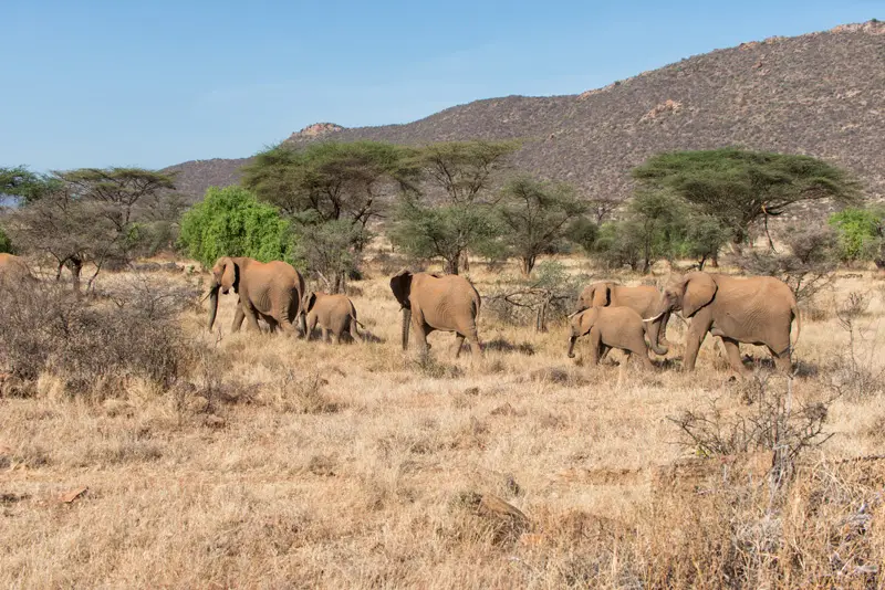 Samburu_Elefanten12.jpg