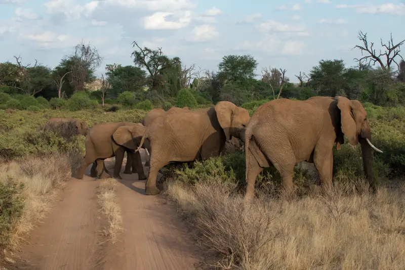Samburu_Elefanten4.jpg